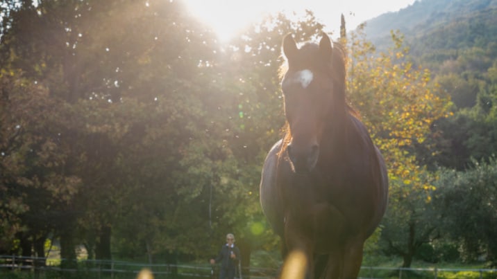 Bild zu Blogbeitrag Raidho Coaching by Horses, Lesung im morphischen Feld