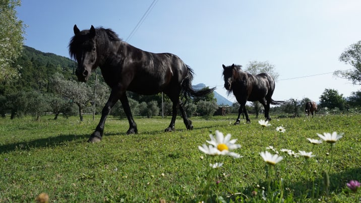 Bild zu Blogbeitrag Raidho Coaching by Horses, Sind Pferde dumm?